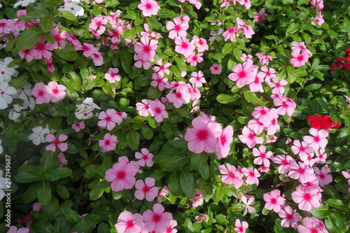 Wallpaper Mural 晴れた日のピンクの日々草の花 Torontodigital.ca