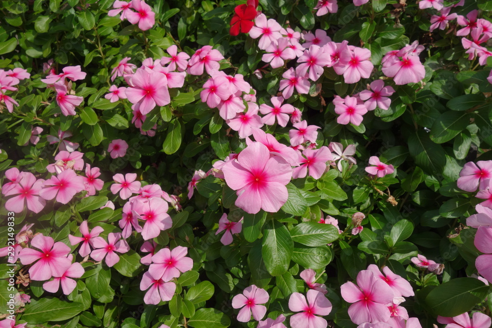 晴れた日のピンクの日々草の花 晴れた日のピンクの日々草の花