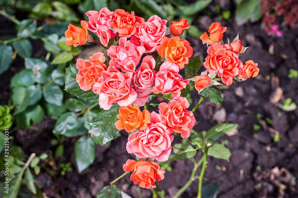 Fototapeta premium red flowers in the garden