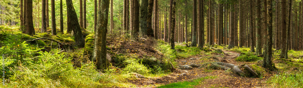 Panorama of Beautiful Spruce Tree Forest Panorama of Beautiful Spruce Tree Forest