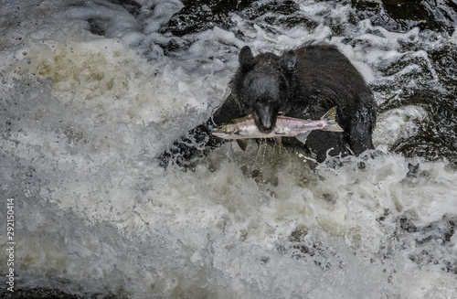 Alaska Black Bear with a salmon in his mouth in rapids