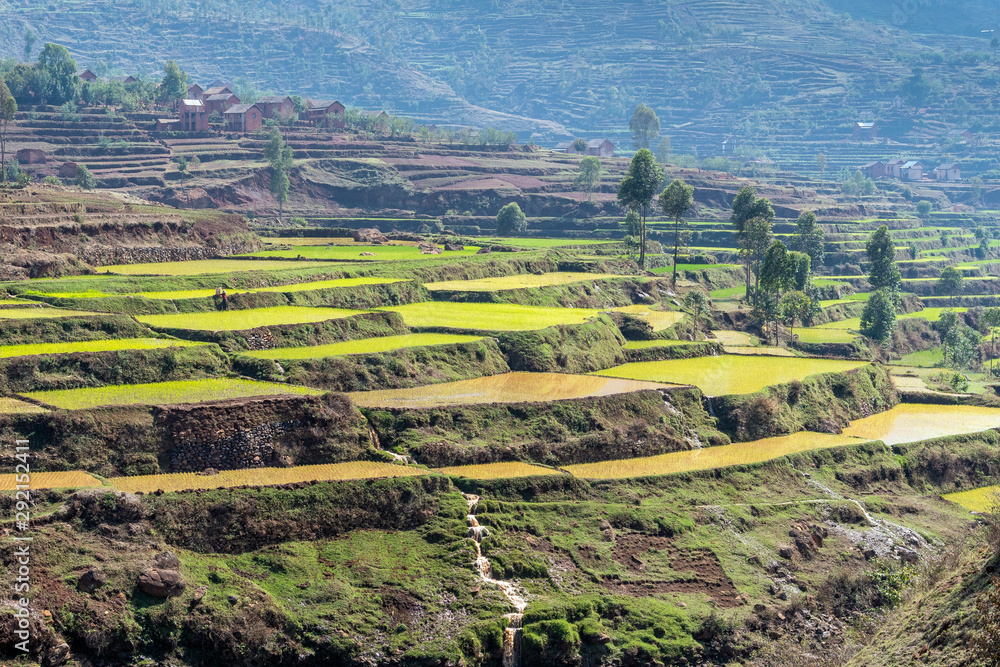 Rice fields between Antsirabe and Antananarivo, in Madagascar