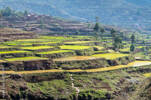 Rice fields between Antsirabe and Antananarivo, in Madagascar