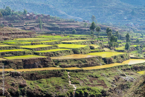 Rice fields between Antsirabe and Antananarivo  in Madagascar