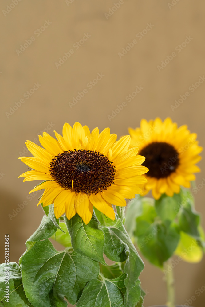Obraz premium sunflowers 