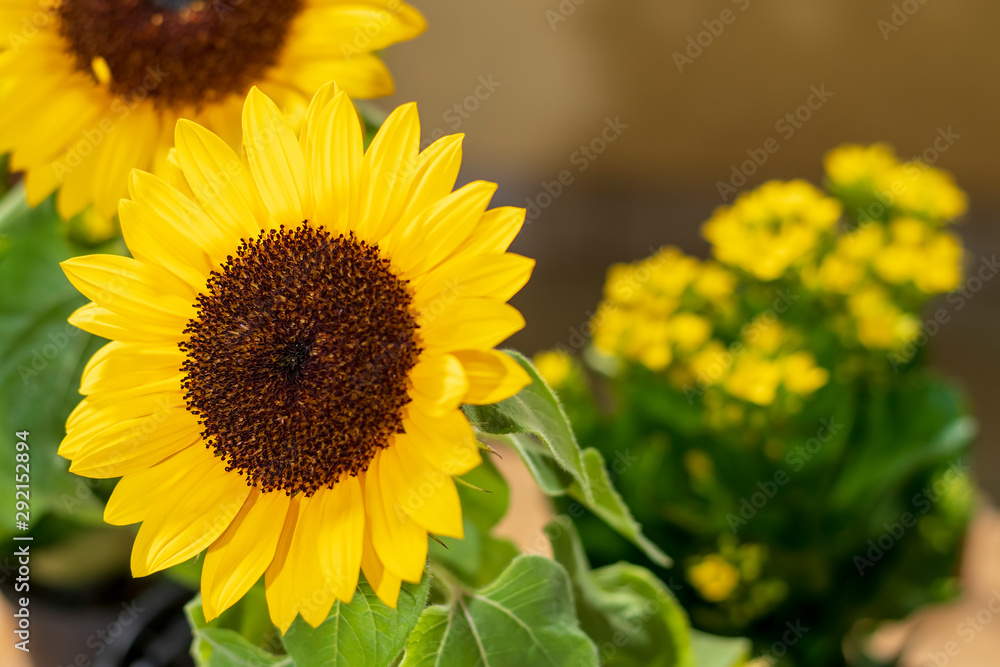 sunflowers sunflowers