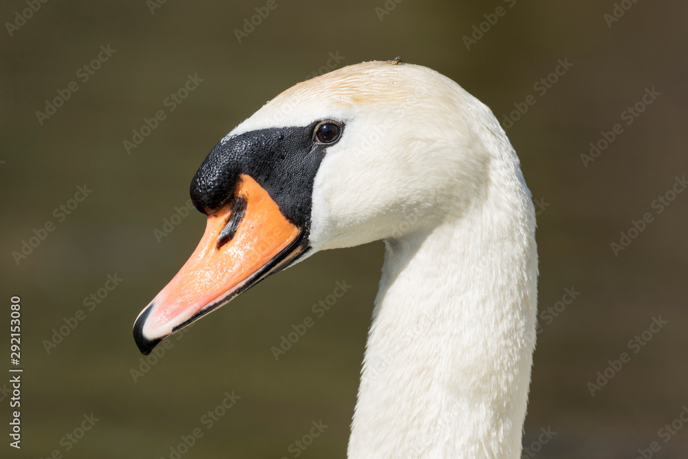 The mute swan (Cygnus olor) from flooded forest in Lonjsko polje, Croatia The mute swan (Cygnus olor) from flooded forest in Lonjsko polje, Croatia