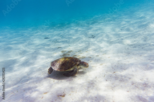 Sea turtles are looking for algae to eat