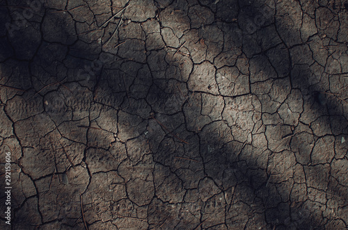 Dried cracked soil in the shade of pine trees.  