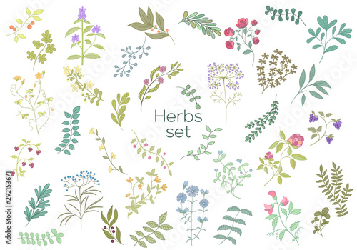 Herb hand drawn elements