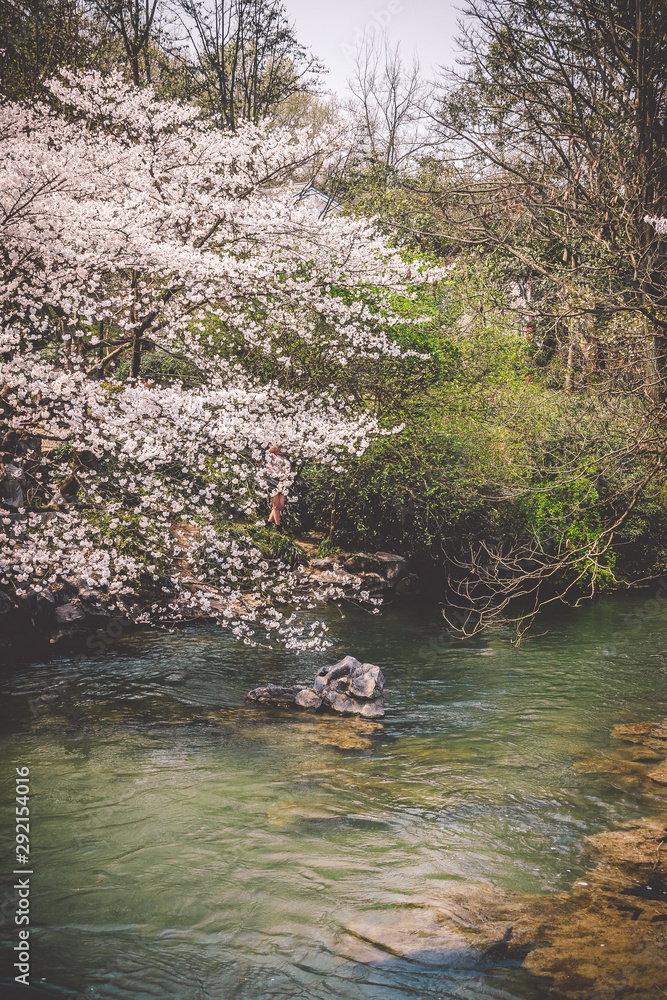 Sakura cherry blossoms blossoming at Prince Bay Park in Hangzhou, China Sakura cherry blossoms blossoming at Prince Bay Park in Hangzhou, China