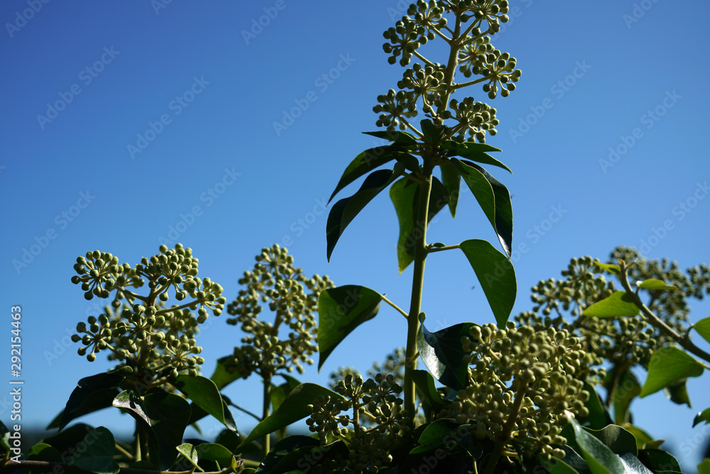 A roof greening is more than ecological, the plants on the roof clean the air, as they filter out dust and air pollutants.