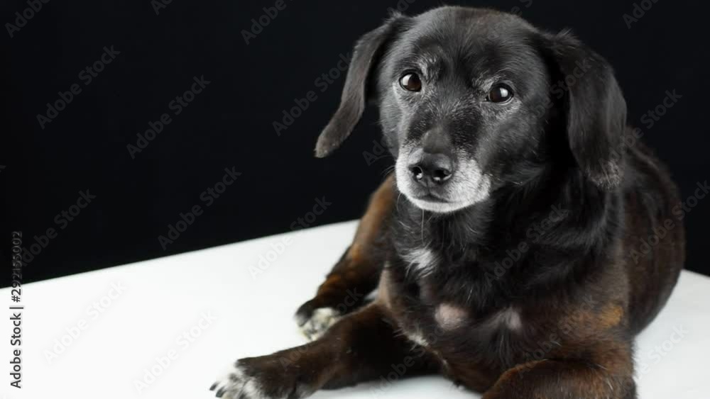 Black dachshund lies sad on a white table on a black background then looks at the camera Black dachshund lies sad on a white table on a black background then looks at the camera