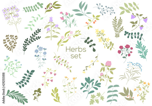 Herb hand drawn elements