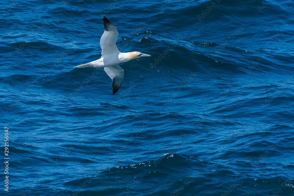 Gannet flying low over sea surface.Wildlife image with copy space.Seabird in flight and dark blue sea in background. Gannet flying low over sea surface.Wildlife image with copy space.Seabird in flight and dark blue sea in background.