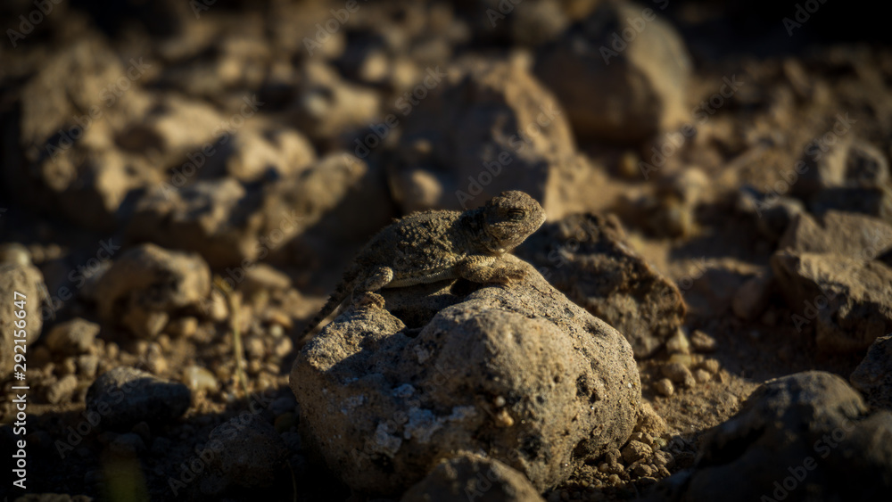 lizard on a rock lizard on a rock