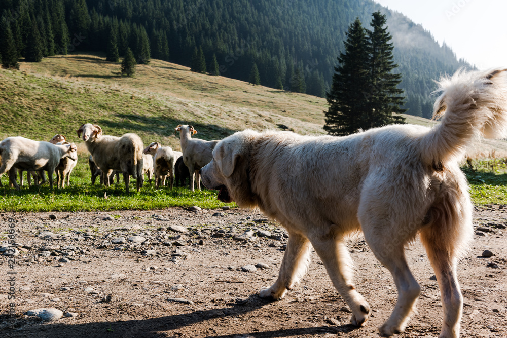 Sheepdog Guarding Sheep Flock Grazing in Chocholowska Valley, Poland Sheepdog Guarding Sheep Flock Grazing in Chocholowska Valley, Poland