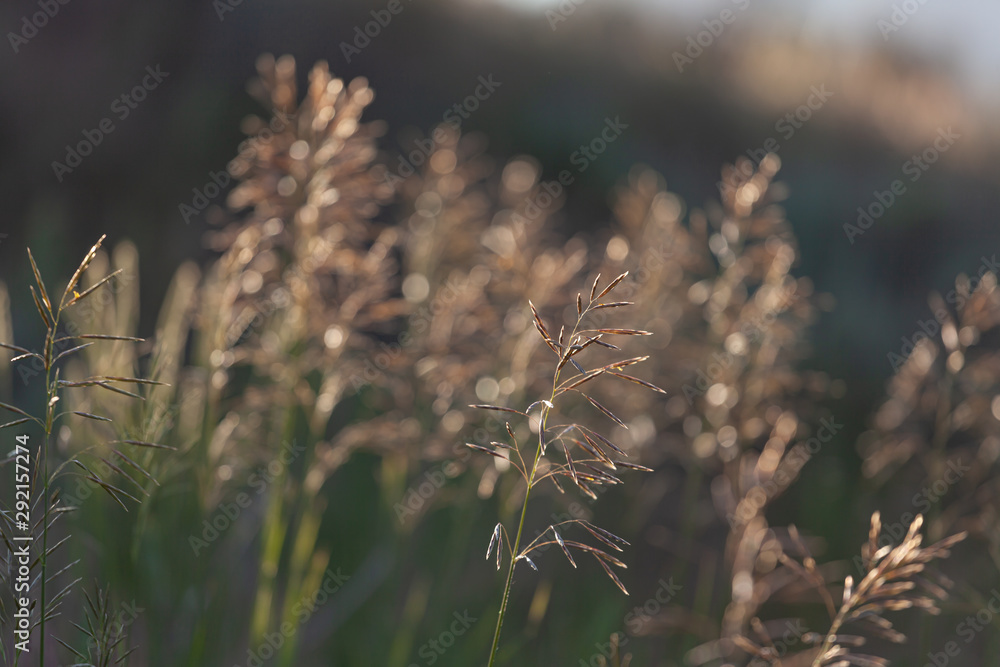 Fototapeta premium Grass