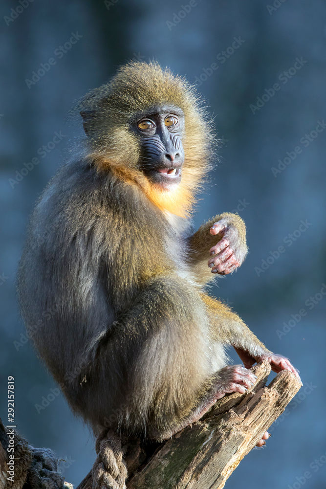 Closeup portrait of mandrill monkey