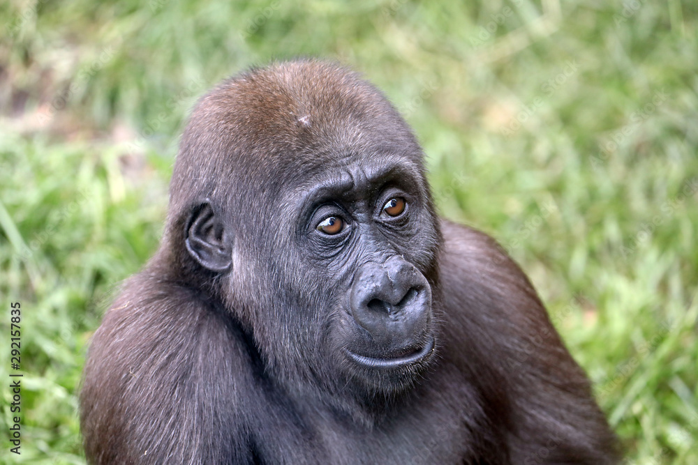 Obraz premium Young female gorilla monkey, close up