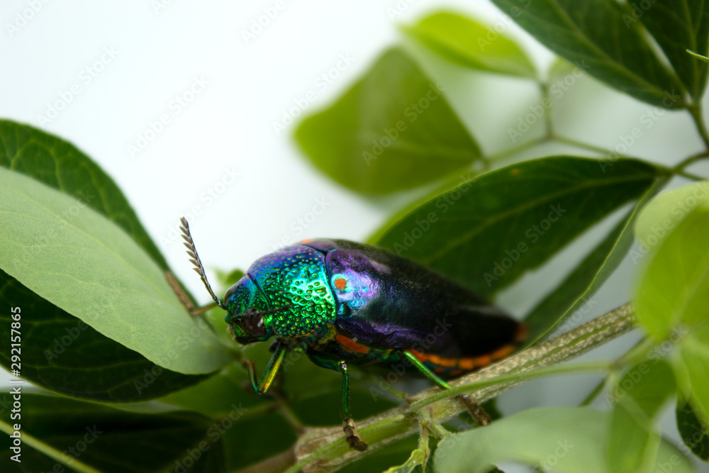 Naklejka premium buprestis beetle buautiful shiny jawel bug on tree background, green beetle nater