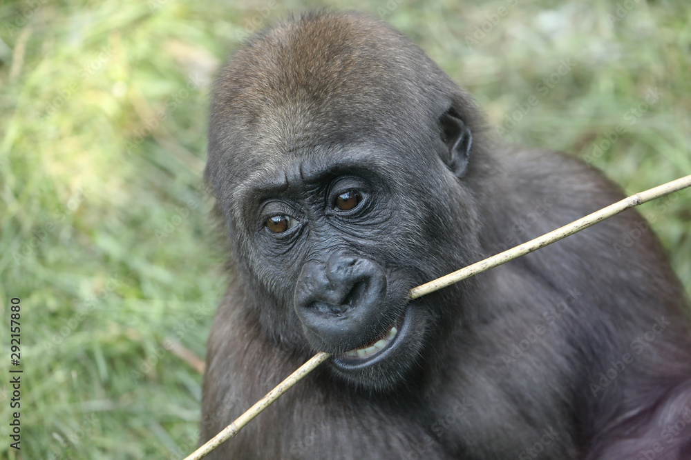 Fototapeta premium Young female gorilla monkey, close up
