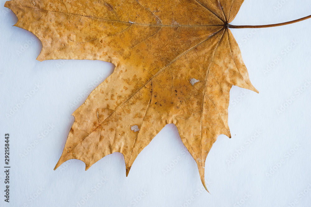 Dried dry maple leaves on white background. Dried dry maple leaves on white background.
