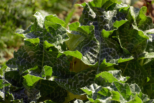 bizarre leaves of blessed milkthistle, silybum marianum or cardus marianus with shiny pale green leaves with white veins photo