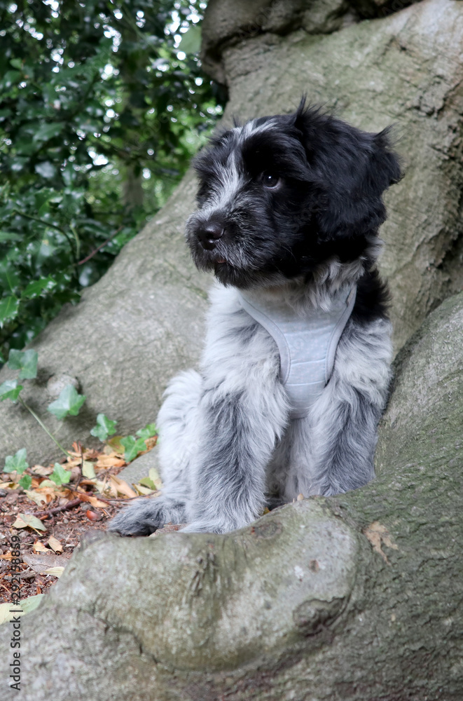 funny cute fluffy dog near tree