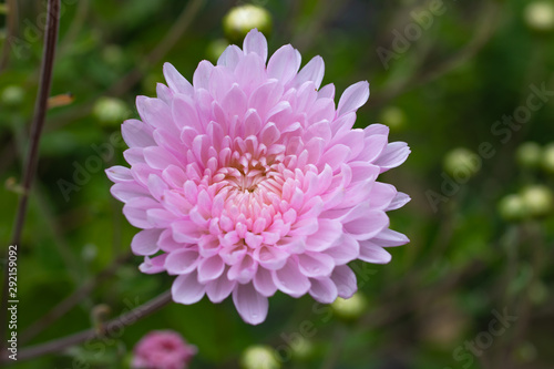 Delicate pink chrysanthemum in the autumn garden.