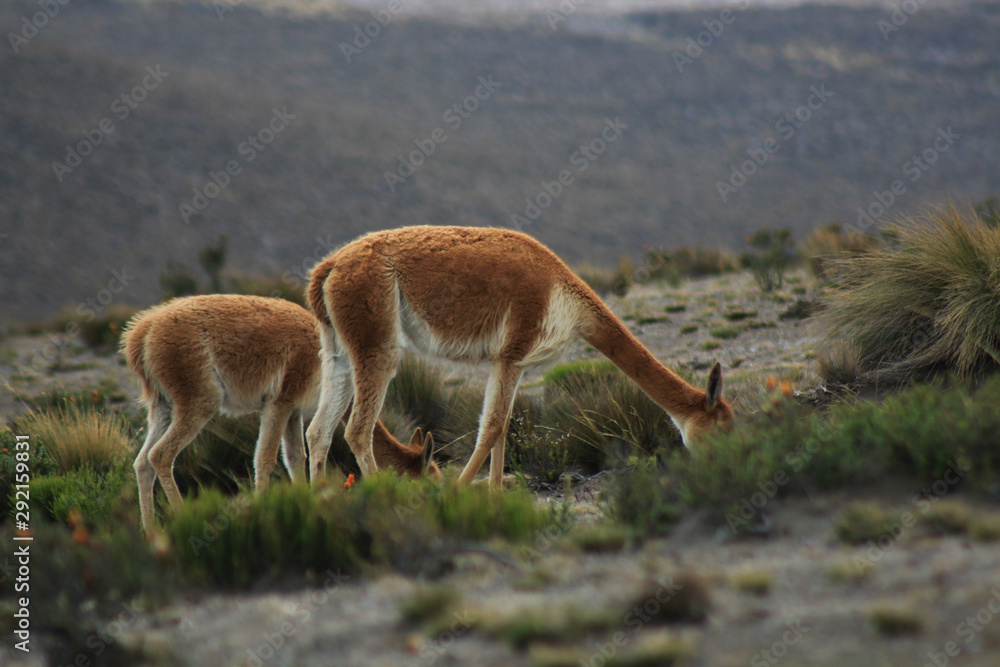 Two vicunas or wild lamas eating grass with their heads down around the chimborazo Two vicunas or wild lamas eating grass with their heads down around the chimborazo