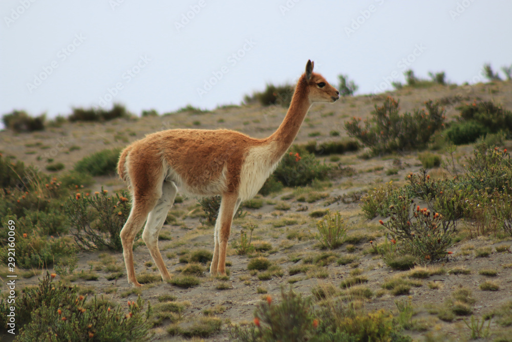 A vicuna, which is a wild lama, in its natural environment A vicuna, which is a wild lama, in its natural environment