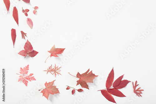 red autumn leaves on white background © Maya Kruchancova