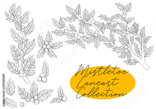 Vector hand draw illustration of line art mistletoe branch, leaves and berries collection in sketch style Black and white line art of christmas twig of holly mistletoe set