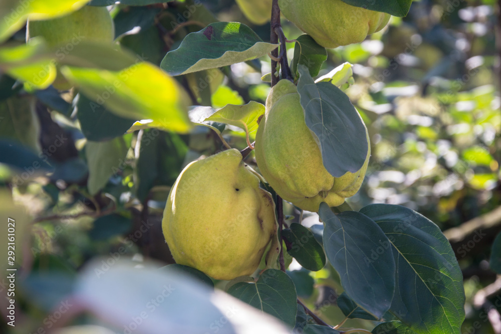 Ripe yellow quince fruits on a tree with green leaves, foliages in the fall season, late summer food, agricultural organic garden - daytime