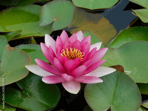 A sacred lotus, or Nelumbo nucifera, water lily, pink flower