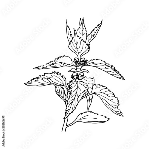 Nettle medical plant with leaves. Herbal hand drawn engraving illustration, minimalism style. Ink pen vintage sketch