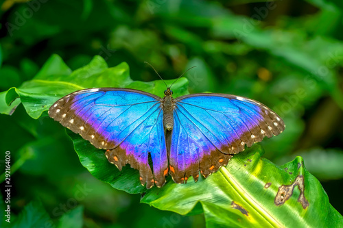 Blue Morpho, Morpho peleides, big butterfly sitting on green leaves, beautiful insect in the nature habitat