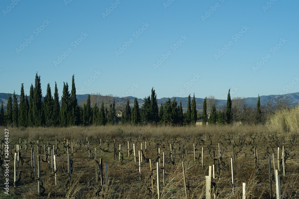 Cypress hedges, vignes Cypress hedges, vignes