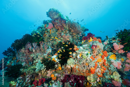 Fototapeta Naklejka Na Ścianę i Meble -  Colorful reef scenic, Bangka Island Sulawesi Indonesia