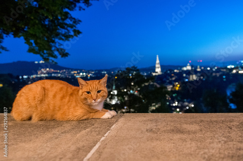 cat in front the historic city of Bern at night, Switzerland