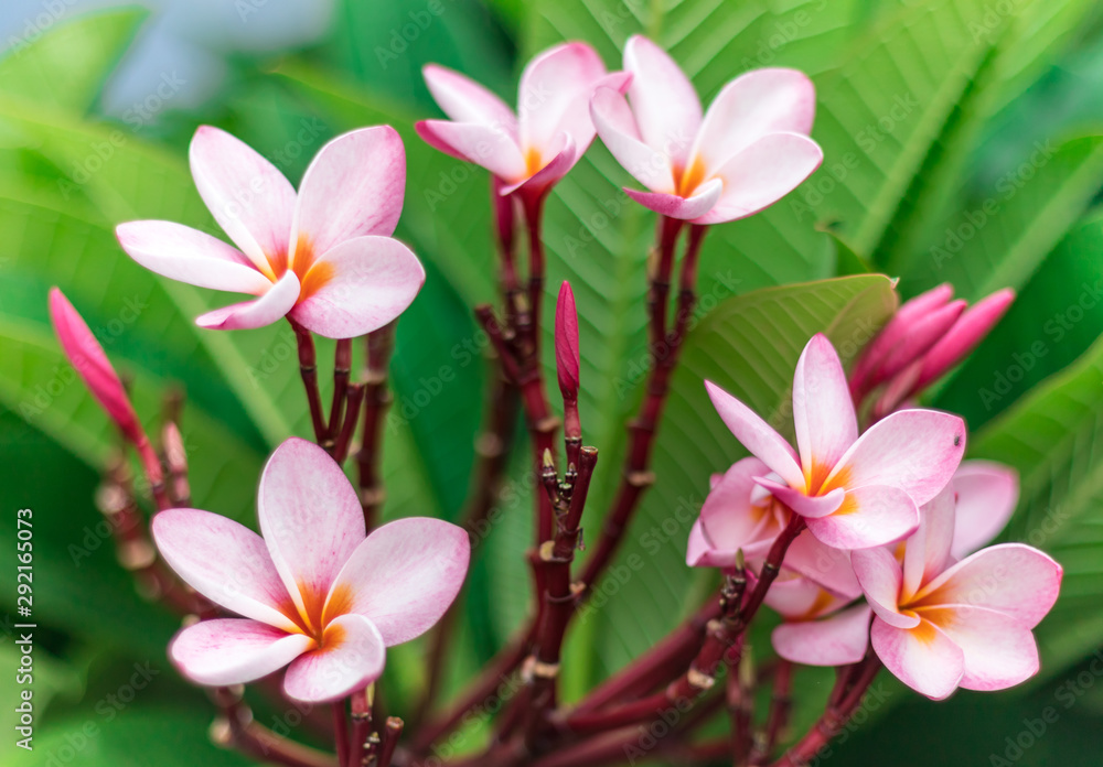 Fototapeta premium Plumeria Pink flowers. the background, close up