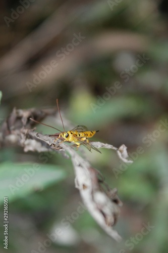Wasp on a flower © Joanne