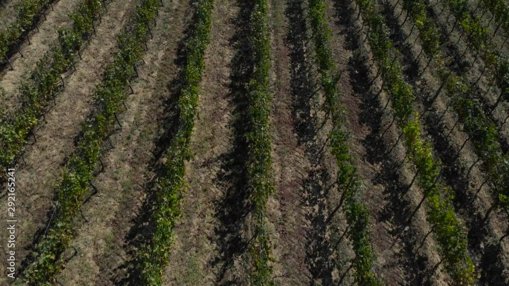 Aerial drone shot as flying over straight lines of grape plant, a vineyard on a sunny autumn day Aerial drone shot as flying over straight lines of grape plant, a vineyard on a sunny autumn day