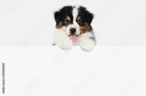 Photo funny pet puppy dog showing a placard isolated on white background blank templat