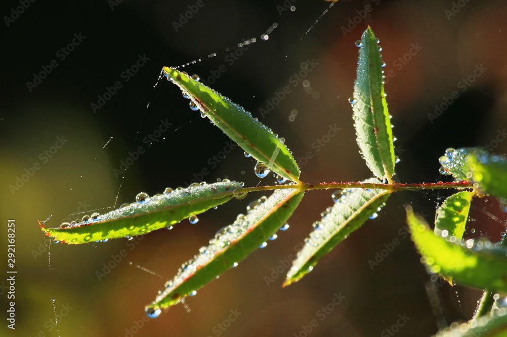 Dew drops on leaves of rose hip Dew drops on leaves of rose hip