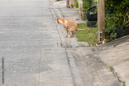 Cute dog Black color pooing on street. dog have a bowel movement or ease nature on grass.Pet dog pooping on street in neighborhood.