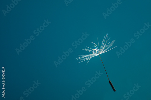 Beautiful dew drop on a dandelion seed macro. Copy space for text