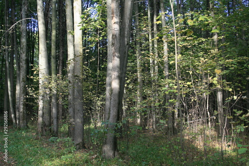 Fototapeta Naklejka Na Ścianę i Meble -  trees in the autumn park