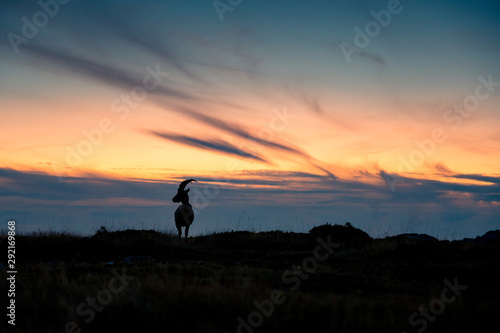 Silhouette eines jungen Steinbocks bei Sonnenuntergang © schame87